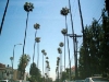 palmen