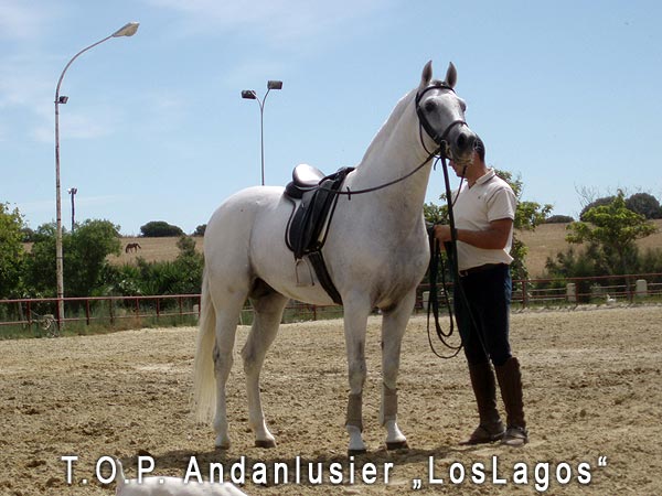 T.O.P. Andalusier T.O.P. Andalusier