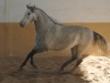 montellano_galopp_400