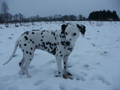 hund_meiner_eltern